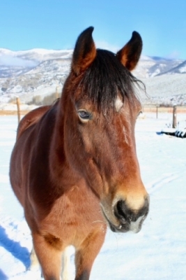 SVHC Volunteers Potluck 